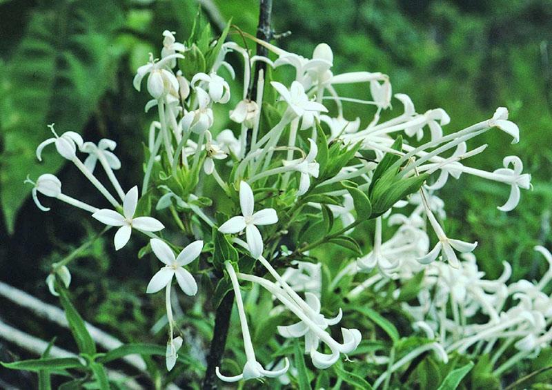 bouvardia à longues fleurs