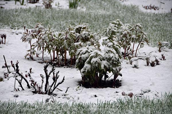 peonía de árbol de invernada