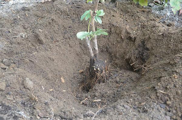 plantar un árbol de peonía