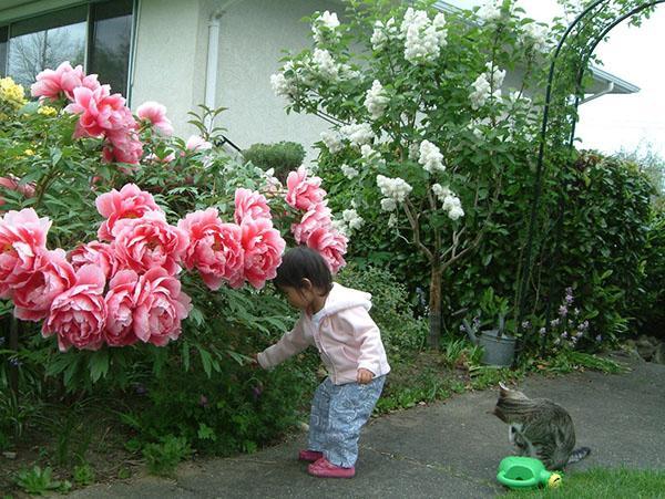 flores de peonía de árbol