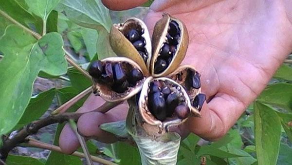 semillas de peonía de árbol