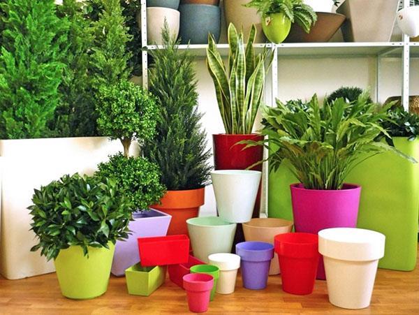 formas de macetas para plantas de interior