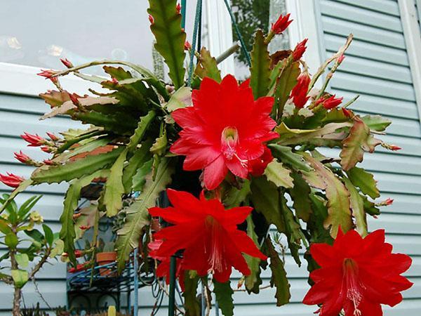 Epiphyllum Ackerman