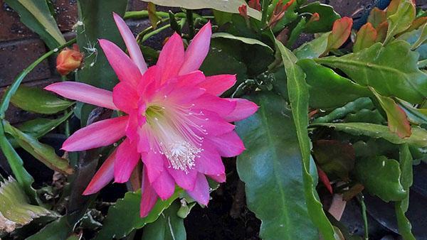 Epiphyllum hybride Just Pru