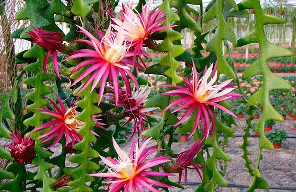 Hueso de pescado Epiphyllum