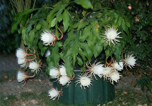 Epiphyllum acuminatous o blanco