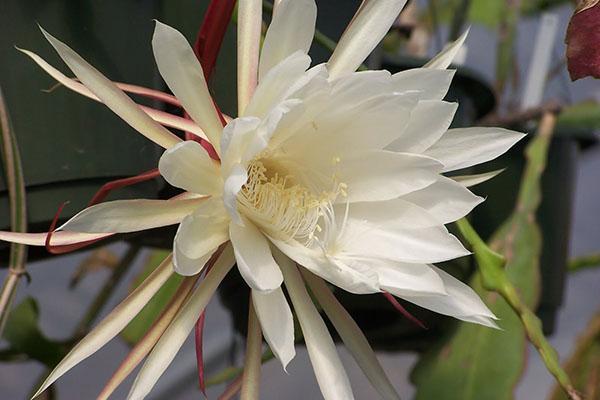 Epiphyllum Oxypetalum