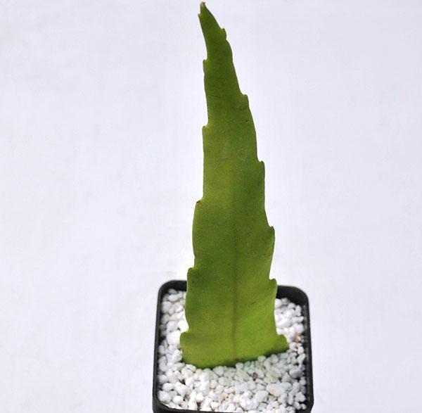 épiphyllum en croissance