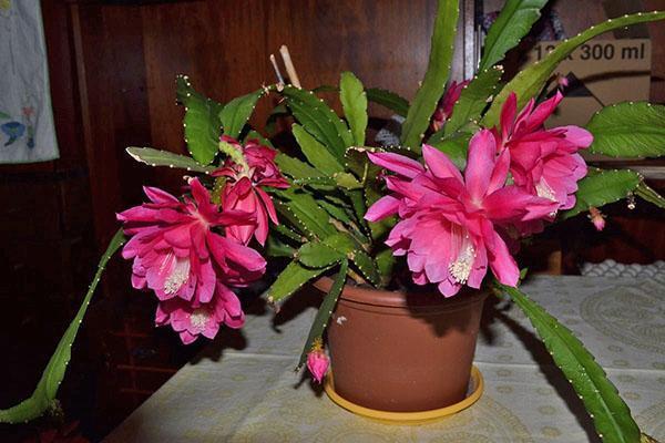 cuidado de epiphyllum en el hogar