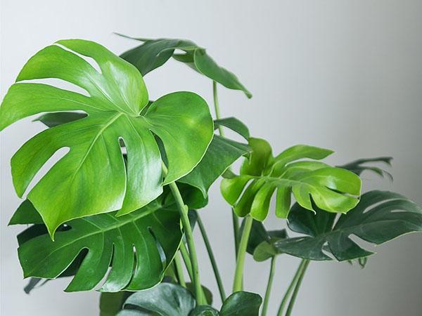 monstera gourmet