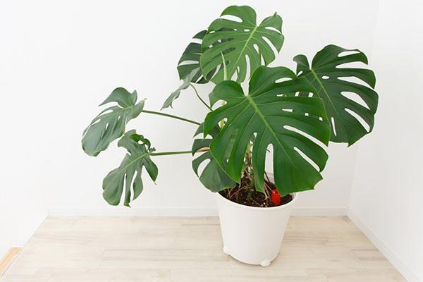 abordando una joven monstera