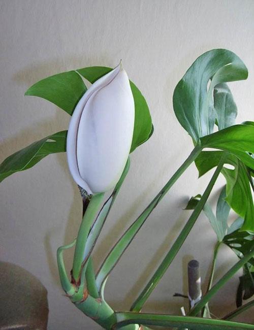 monstera floreciente en casa