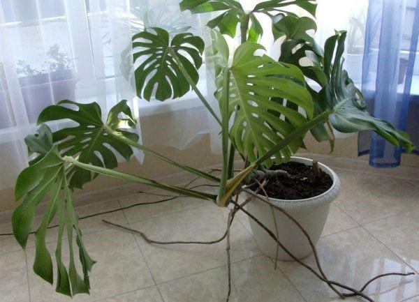 raíces aéreas de monstera