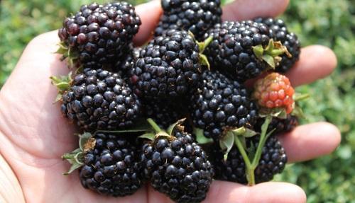 moras