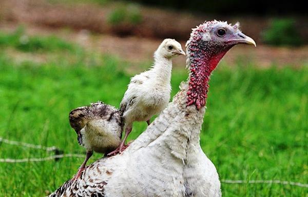 pavo con pollitos