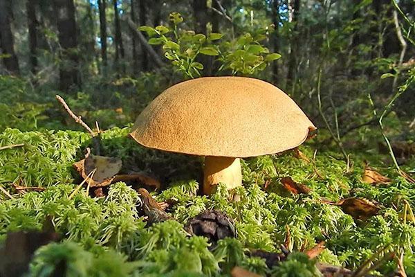 champignons du genre Boletovs