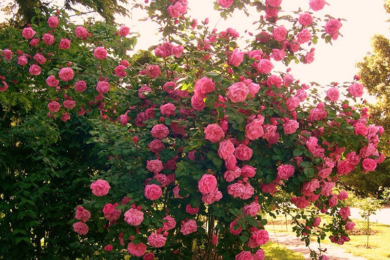 rosier luxuriant