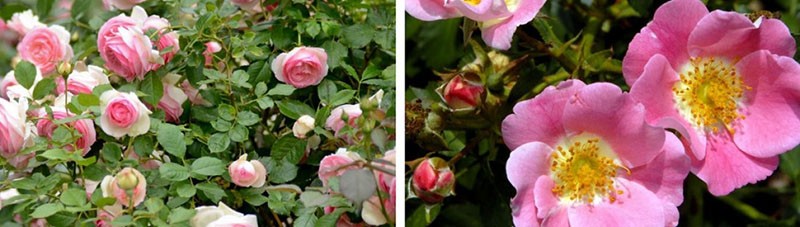 rose et églantier