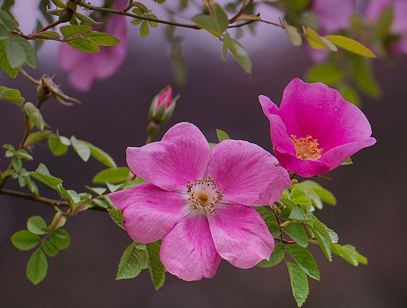 les cynorrhodons fleurissent en mai