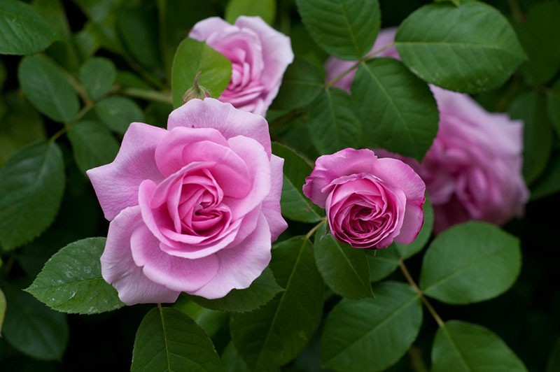 roses à grandes fleurs