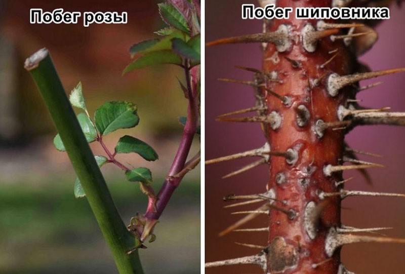 pousses de roses et d'églantier