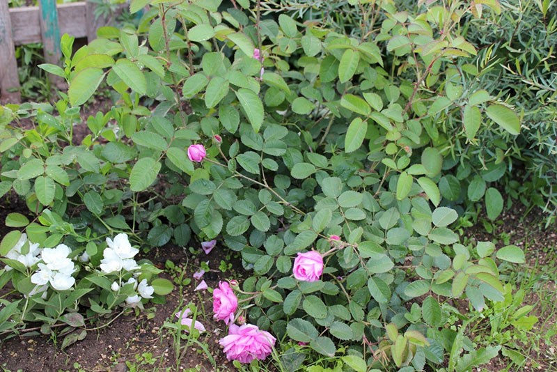 pourquoi les roses renaissent