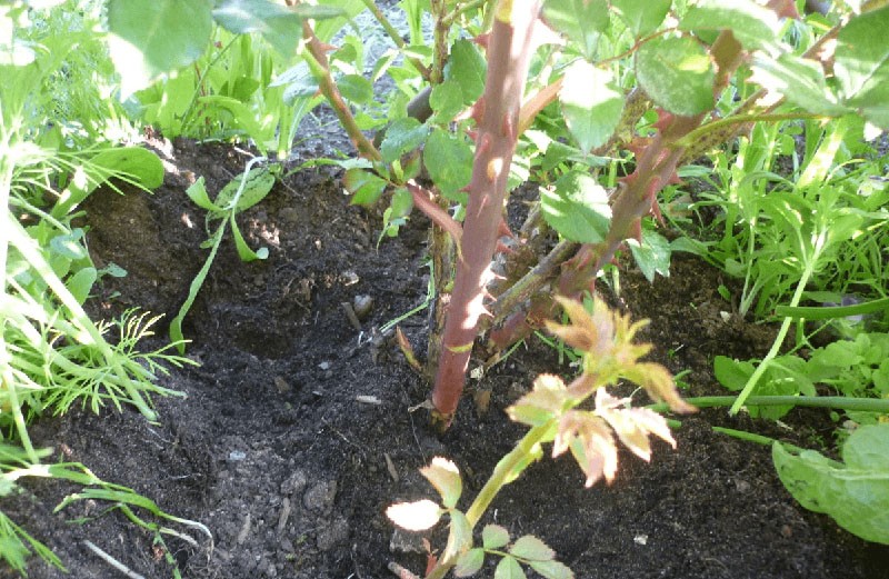 rosa de jardín se convierte en rosa mosqueta