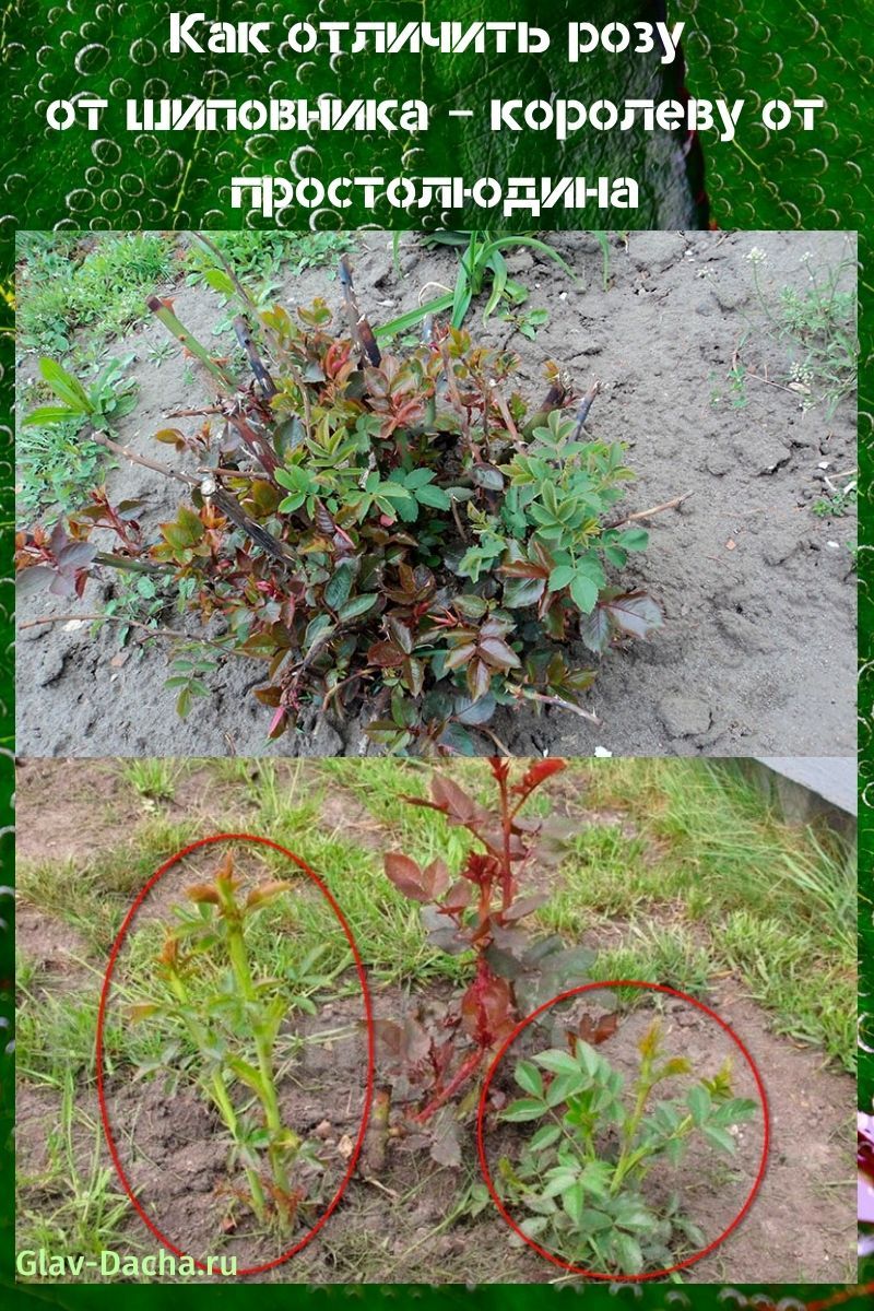 comment distinguer une rose d'une rose sauvage