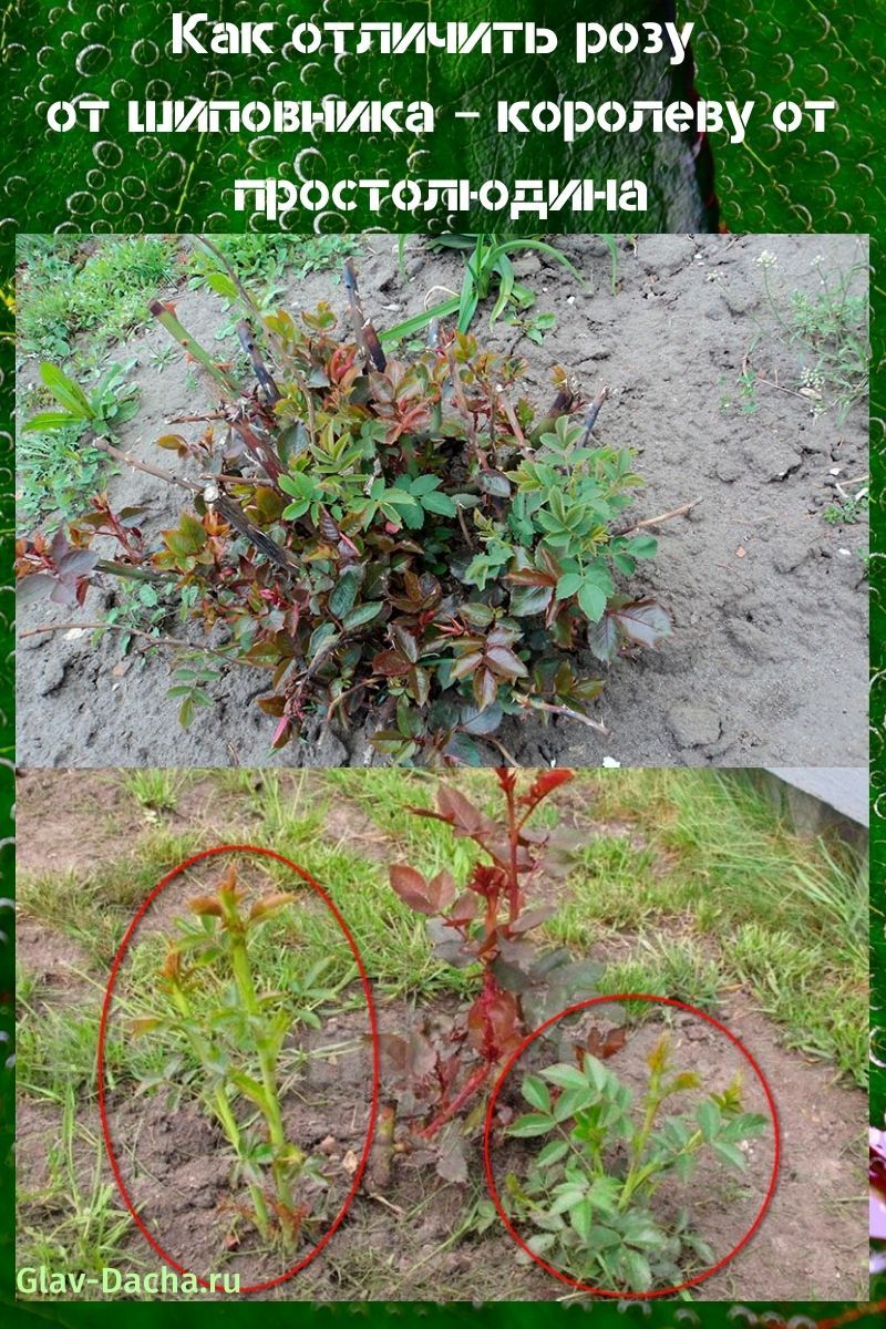 cómo distinguir una rosa de una rosa salvaje