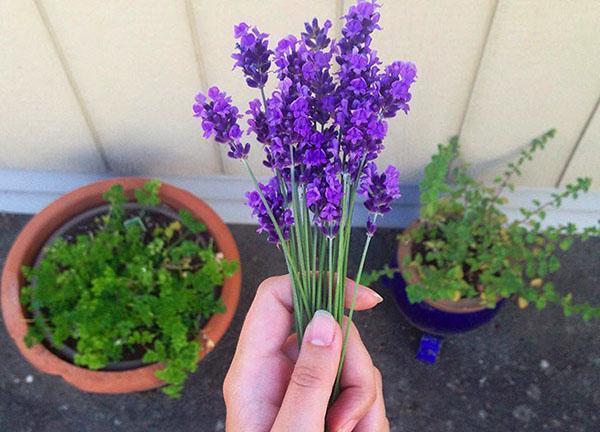 herbes anti-moustiques