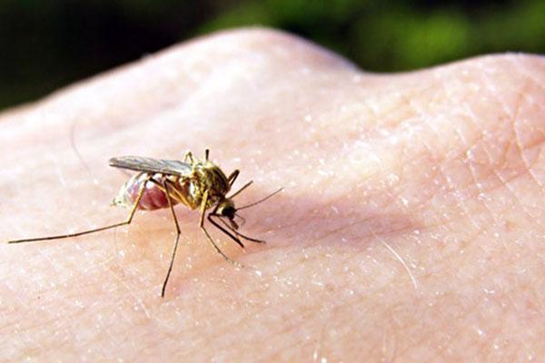 Picadura de mosquito