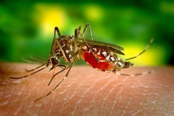 actividad de los mosquitos en verano.