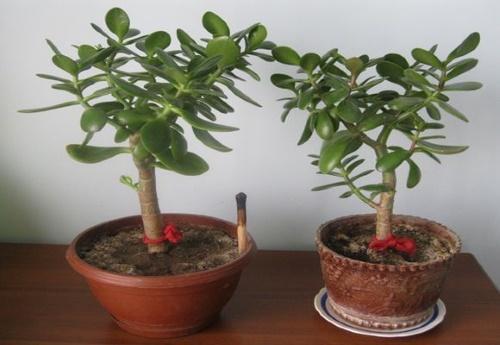 árbol en un cuenco