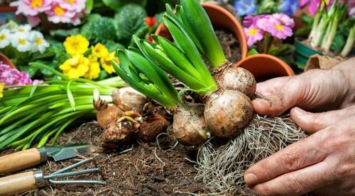 comment transplanter la jacinthe