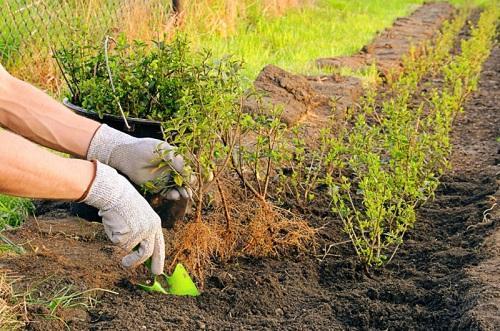 plantation de buis