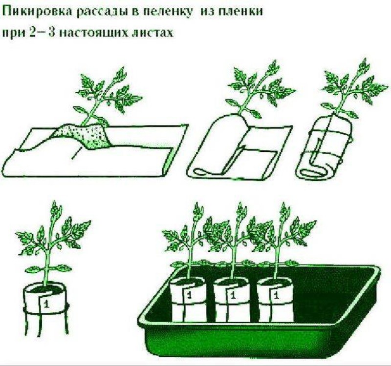 cueillir des tomates dans des couches