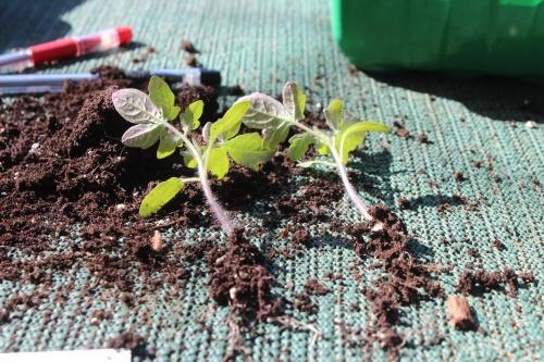 plántulas de tomate