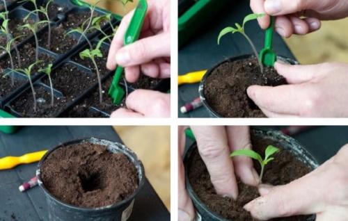 comment plonger les tomates