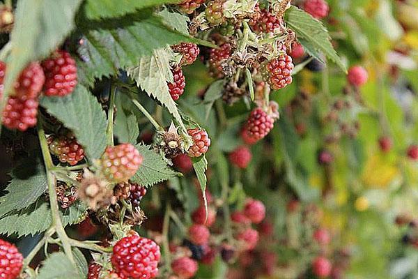 framboises sur la parcelle