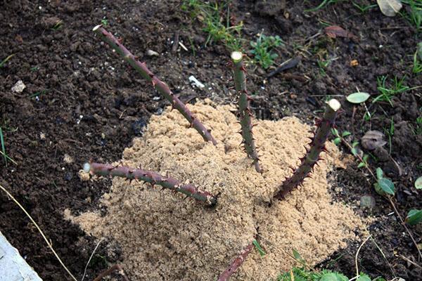 préparer les roses pour l'hivernage