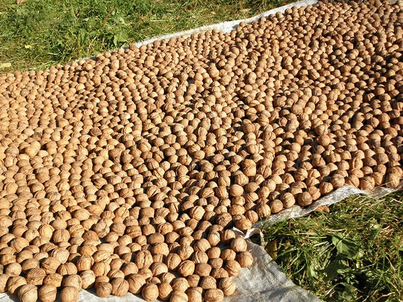 nueces secas al sol
