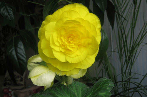 bégonia jaune