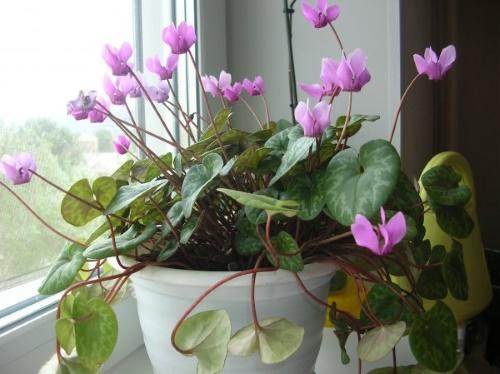 cyclamen