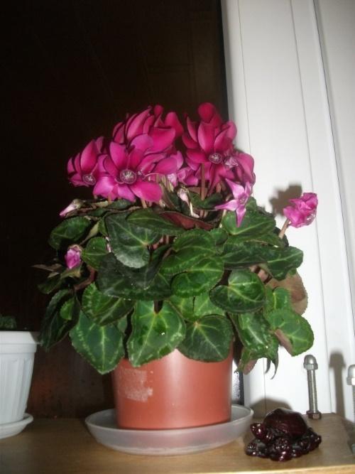 comment arroser le cyclamen