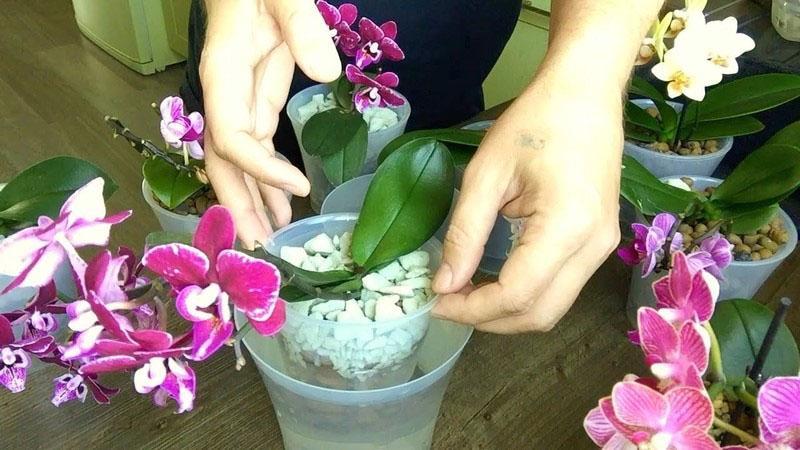 arrosage pendant la floraison