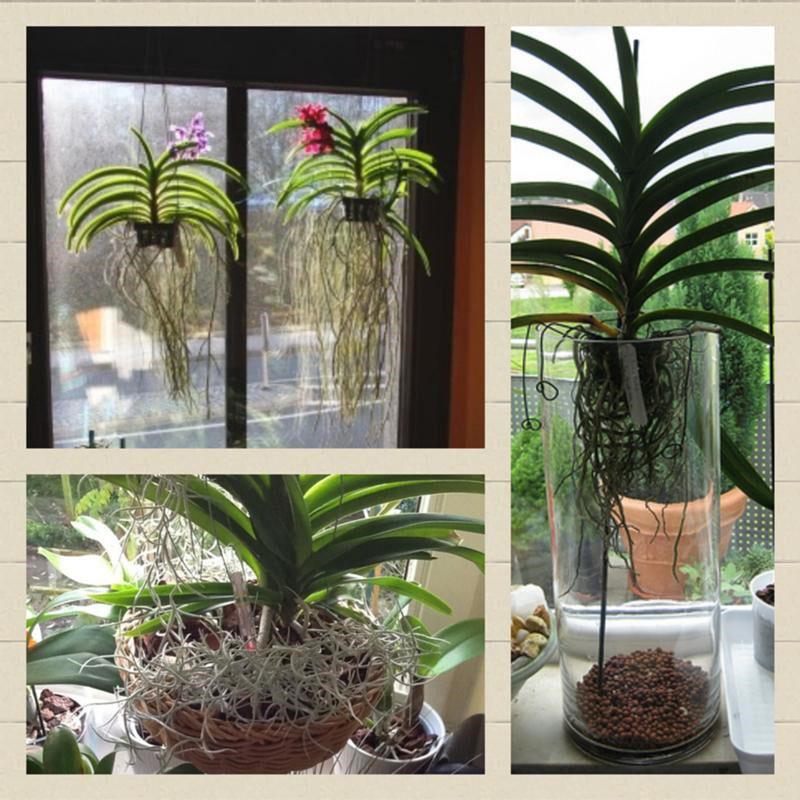différents types d'orchidées