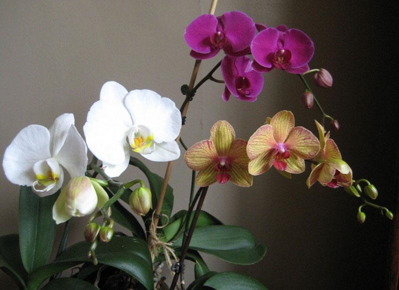orchidées en fleurs