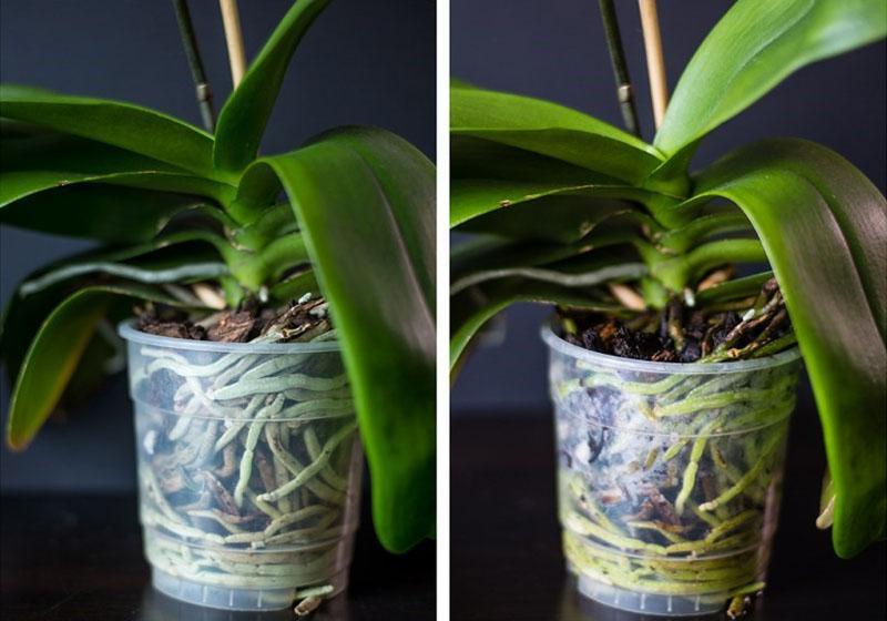 orchidée avant et après arrosage