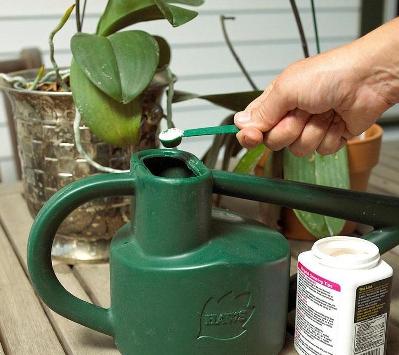 preparación de una solución para regar una orquídea