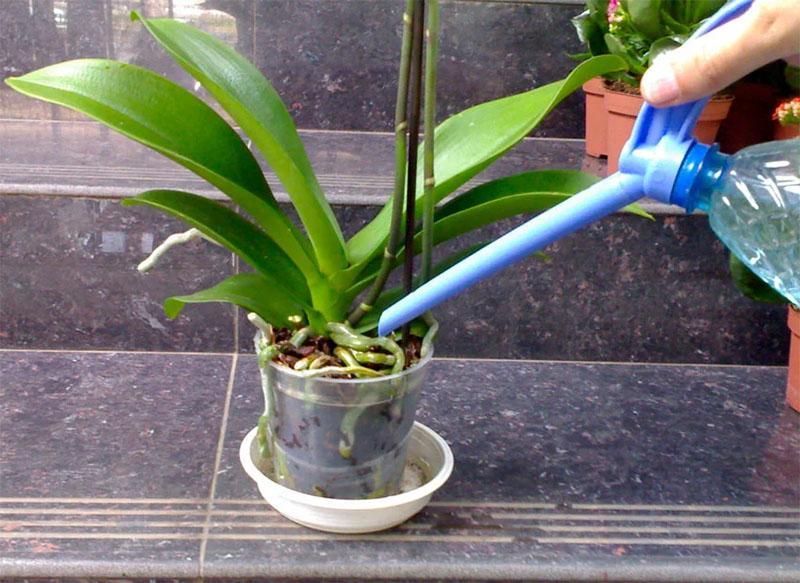 comment arroser les orchidées avec un arrosoir